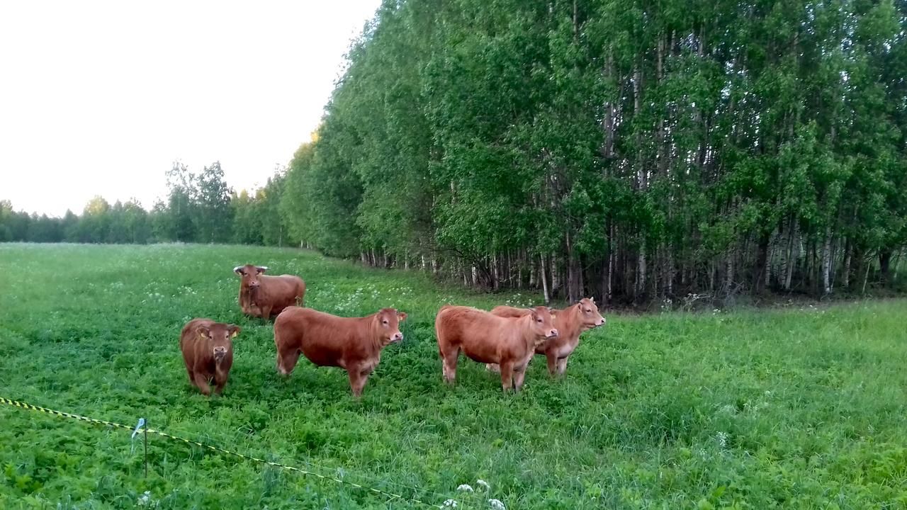 Загородные дома Raja Country House Koldamäe-15